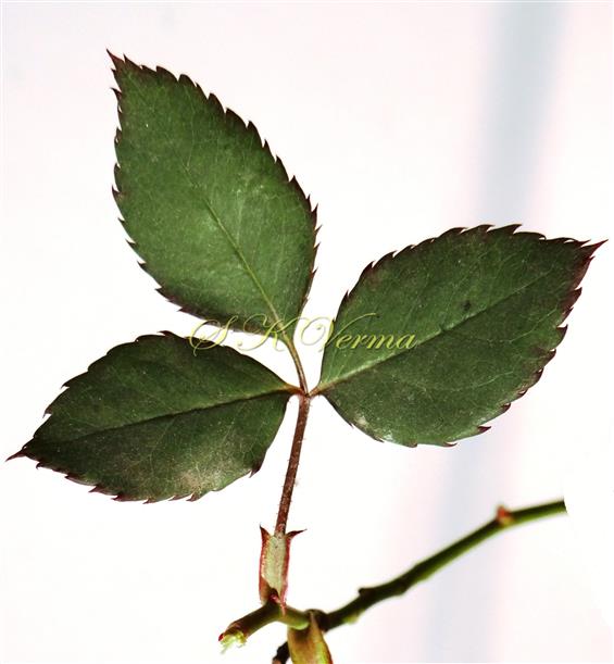  Leaf